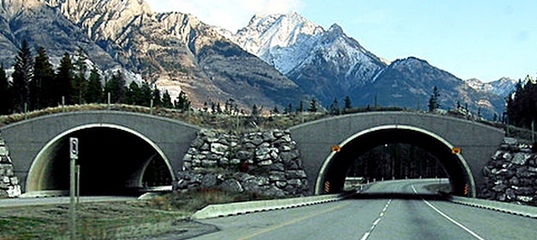 «Невероятно, но факт»: лучшие мосты для диких животных