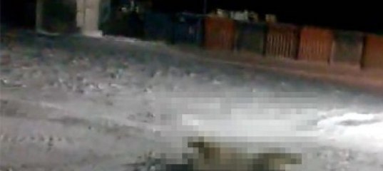 Медведица съела взрыв пакет: WWF оправдало убийство медведицы (видео)