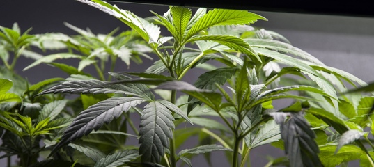 В Раду внесли законопроект о легализации марихуаны: Яндекс.Новости