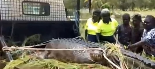 Видео: крокодил-монстр, сожравший всех псов в округе, обезврежен и наказан