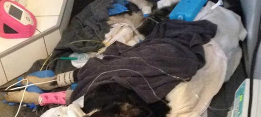 Живодер, повесивший на заборе собаку, вызвал сочувствие у сотрудников полиции. Петиция - МОД АнтиДогхантер..