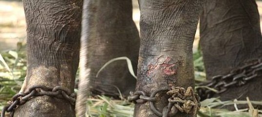 petition: Rescue Gajraj the Elephant from the Satara Temple!