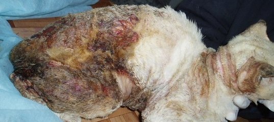 Прокуратура г. Барнаула:НАКАЖИТЕ ЖИВОДЕРОВ ПОДЖЕГШИХ КОТА/A cat was brutally tortured and murdered!