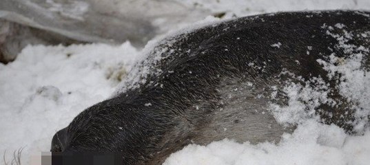 Законодательство запретите ловлю Байкальской нерпы!